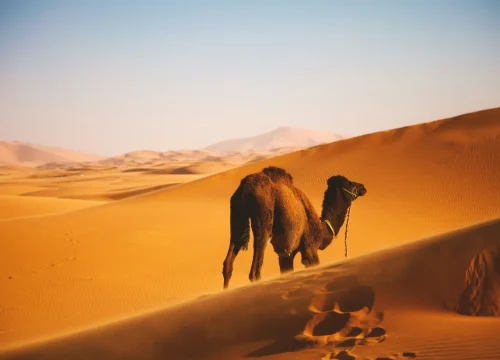 Marrakech to Erg Chebbi 3 Day Desert Tours – Camel Trek & Luxury Camp