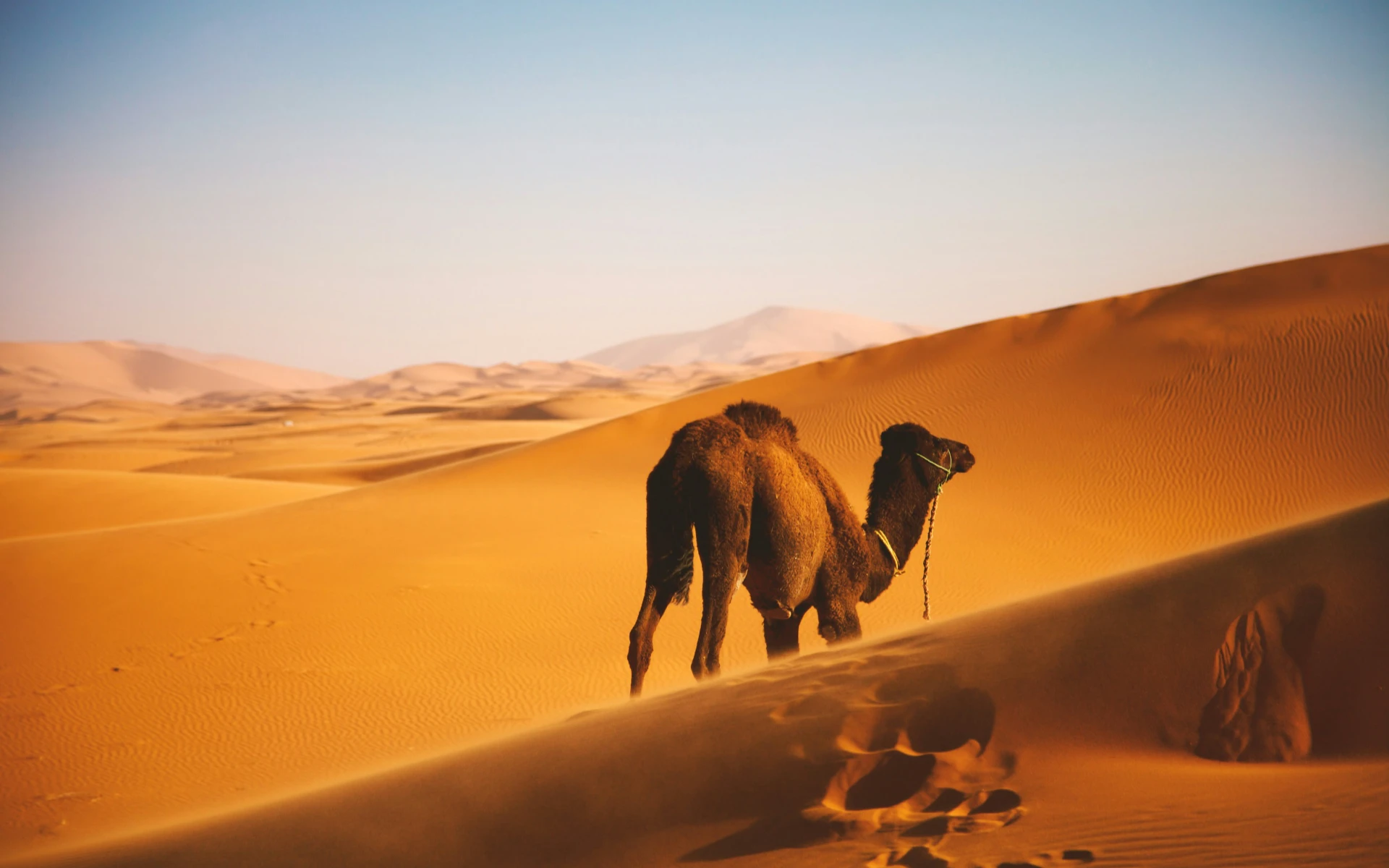 Marrakech to Erg Chebbi 3 Day Desert Tours – Camel Trek & Luxury Camp