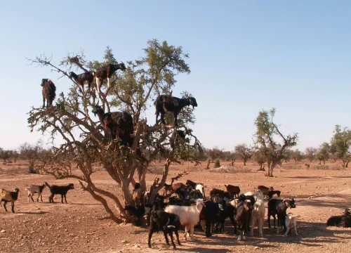 8 Days Marrakech & Agadir Escape: Balloon Ride, Agafay & Paradise Valley