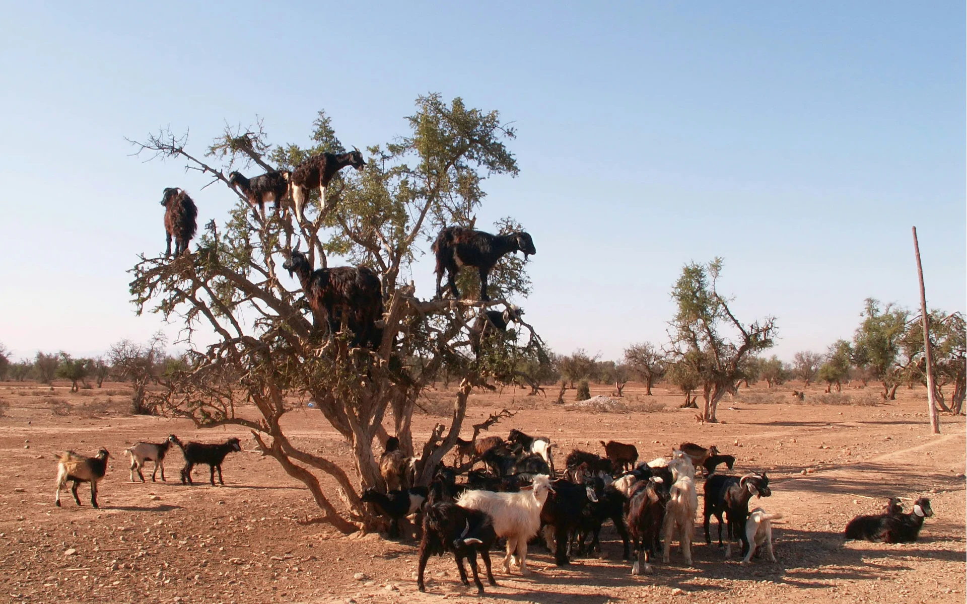 8 Days Marrakech & Agadir Escape: Balloon Ride, Agafay & Paradise Valley