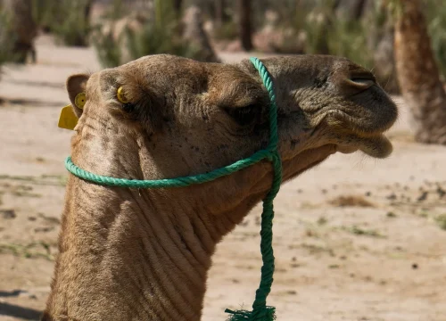 Shared Camel Ride in the Palmeraie of Marrakech – 1-Hour Sunset & Mint Tea Experience