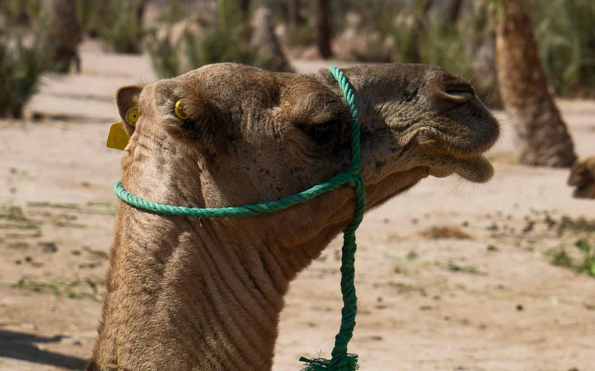 Shared Camel Ride in the Palmeraie of Marrakech – 1-Hour Sunset & Mint Tea Experience